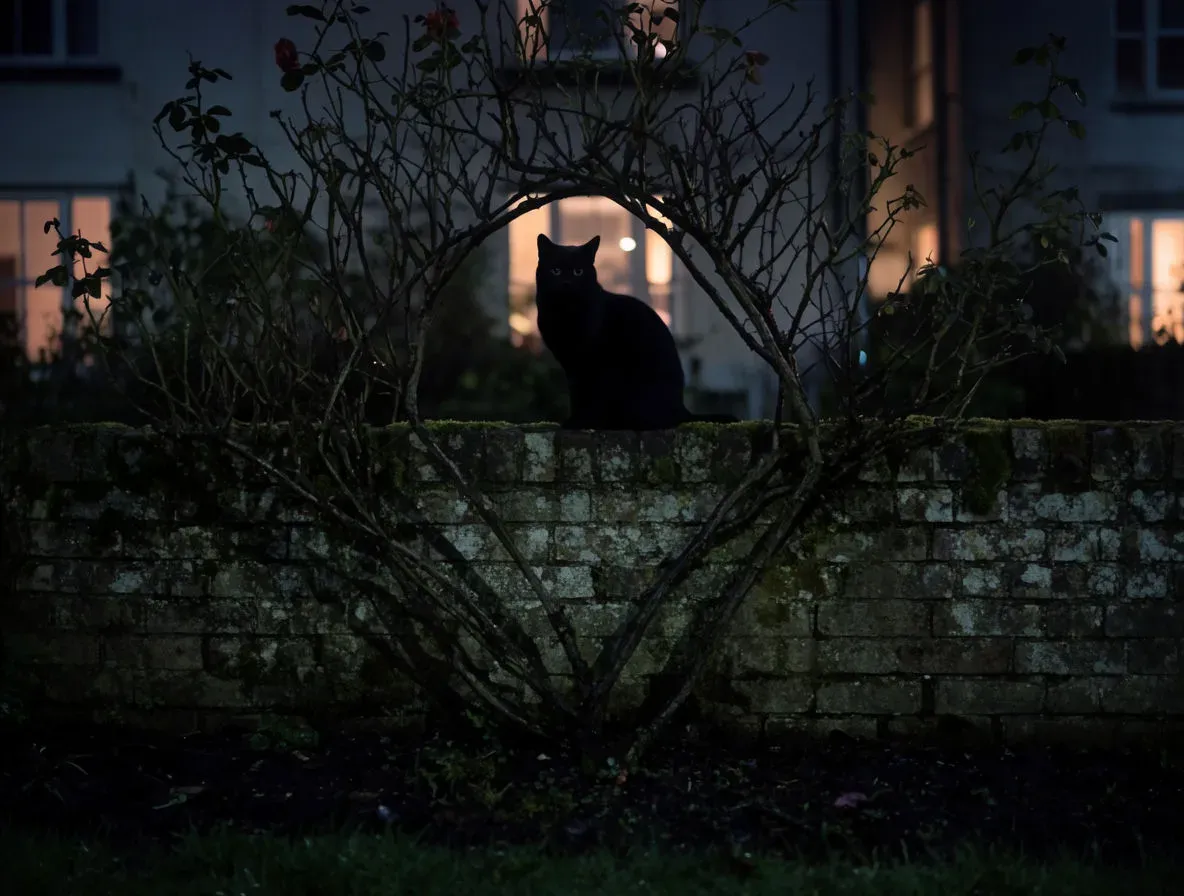 A black cat sitting on a moss-topped garden wall at night, its eyes catching a faint light, generated with Krea 2 Large