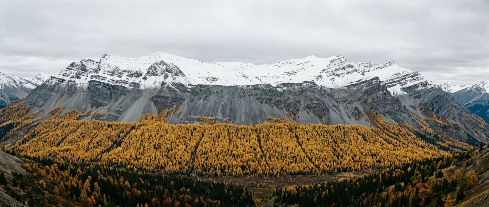 Wide panoramic photograph of a larch treeline turned gold against grey scree and early snow, generated with Nano Banana 2