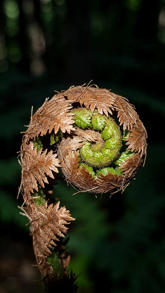 Vertical macro photograph of a fern crozier tightly curled and covered in fine scales, generated with Flux 2 Pro