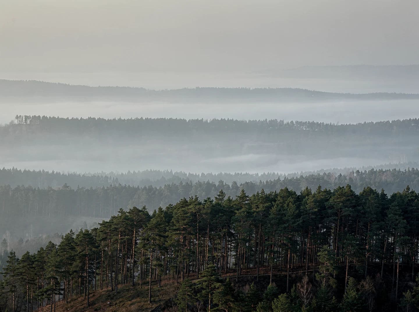 Pine ridges separated into planes by morning fog, generated with Flux